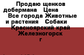 Продаю щенков добермана › Цена ­ 45 000 - Все города Животные и растения » Собаки   . Красноярский край,Железногорск г.